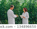 Caucasian scientists discussing greenhouse cultivation techniques with notes and smiles, demonstrating pruning strategies, support systems and sustainable practices among dense tomato vines 134896650