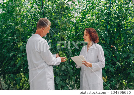 Caucasian scientists discussing greenhouse cultivation techniques with notes and smiles, demonstrating pruning strategies, support systems and sustainable practices among dense tomato vines 134896650
