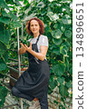 Woman checks cucumbers, Female gardener examines cucumbers carefully in greenhouse environment, Female worker performs detailed quality inspection of cucumbers during greenhouse cultivation 134896651
