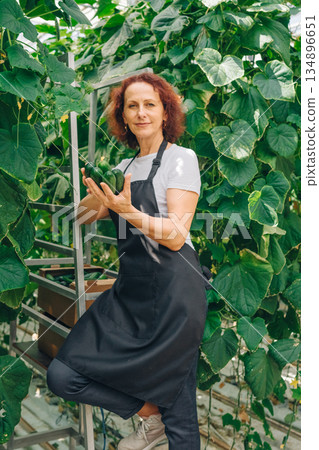 Woman checks cucumbers, Female gardener examines cucumbers carefully in greenhouse environment, Female worker performs detailed quality inspection of cucumbers during greenhouse cultivation 134896651