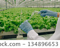 Precise nutrient evaluation, Researcher meticulously transfers solutions, Scientist carefully manages solutions during analysis, Accurate assessment of nutrients involves careful handling of solutions 134896653