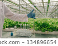 Sampling greenhouse nutrients, Greenhouse worker gathers leaf nutrient specimens carefully, Scientist methodically obtains nutrient samples from greenhouse leafy greens using sterile glassware 134896654