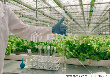 Sampling greenhouse nutrients, Greenhouse worker gathers leaf nutrient specimens carefully, Scientist methodically obtains nutrient samples from greenhouse leafy greens using sterile glassware 134896654