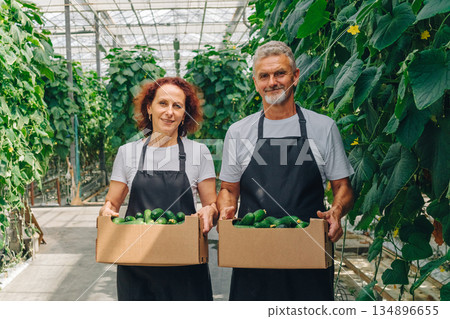 Greenhouse cucumber harvest, Couple displaying fresh cucumber harvest, Familyowned farm showcasing cucumber bounty together, Caucasian partners proudly pose with their cucumber harvest outside Greenhouse cucumber harvest, Couple displaying fresh cucumber harvest, Familyowned farm showcasing cucumber bounty together, Caucasian partners proudly pose with their cucumber harvest outside 134896655
