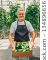 Farmer with cucumbers, Cultivator showcases ripe vegetables in sunlit greenhouse, Agricultural worker confidently exhibits sustainable hydroponic cucumbers in greenhouse setting for market sale 134896656