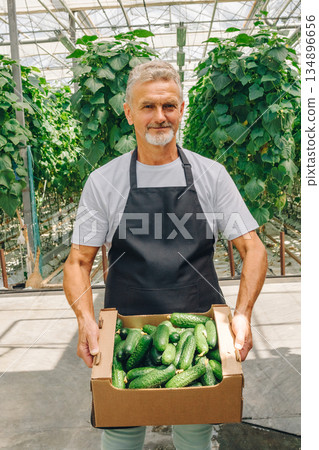 Farmer with cucumbers, Cultivator showcases ripe vegetables in sunlit greenhouse, Agricultural worker confidently exhibits sustainable hydroponic cucumbers in greenhouse setting for market sale Farmer with cucumbers, Cultivator showcases ripe vegetables in sunlit greenhouse, Agricultural worker confidently exhibits sustainable hydroponic cucumbers in greenhouse setting for market sale 134896656