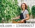 Woman packs cucumbers, Greenhouse packing cucumbers professionally, Efficient woman organizes cucumbers in greenhouse, Careful woman arranges cucumbers into boxes within greenhouse environment 134896657