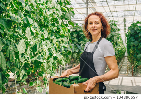 Woman packs cucumbers, Greenhouse packing cucumbers professionally, Efficient woman organizes cucumbers in greenhouse, Careful woman arranges cucumbers into boxes within greenhouse environment Woman packs cucumbers, Greenhouse packing cucumbers professionally, Efficient woman organizes cucumbers in greenhouse, Careful woman arranges cucumbers into boxes within greenhouse environment 134896657