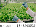 Team manages crops, Scientists supervise indoor farming, Researchers oversee controlled vegetable growth, Pair of specialists monitor efficient lettuce production within glasshouse environment 134896658