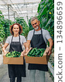Greenhouse couple showcasing fresh produce, Happy farmers display cucumbers in bright greenhouse, Married farming team enthusiastically offers fresh cucumbers amid vine rows and sunlight 134896659