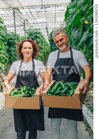 Greenhouse couple showcasing fresh produce, Happy farmers display cucumbers in bright greenhouse, Married farming team enthusiastically offers fresh cucumbers amid vine rows and sunlight 134896659
