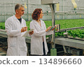 Laboratory experts assess plant lines, Scientists examine crop conveyor systems carefully, Team of specialists analyze greenery along conveyor belts using digital devices for quality control 134896660