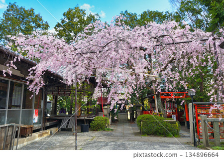 京都吹花天滿宮（京都府京都市上京區）美麗的垂枝櫻花 134896664