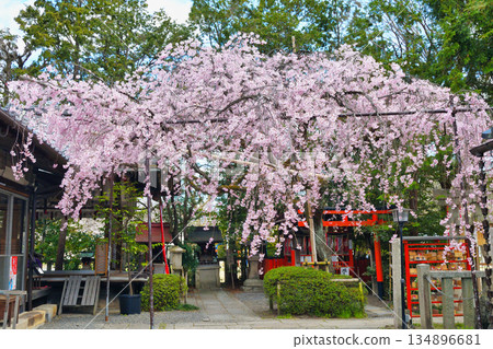 Beautiful weeping cherry blossoms at Suika Tenmangu Shrine in Kyoto (Kamigyo Ward, Kyoto City, Kyoto Prefecture) 134896681