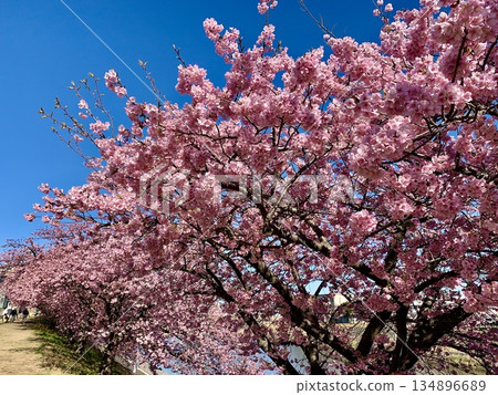 與藍天相映襯的河津櫻花盛開<大戶川竹橋下游左岸/愛知縣岡崎市> 134896689