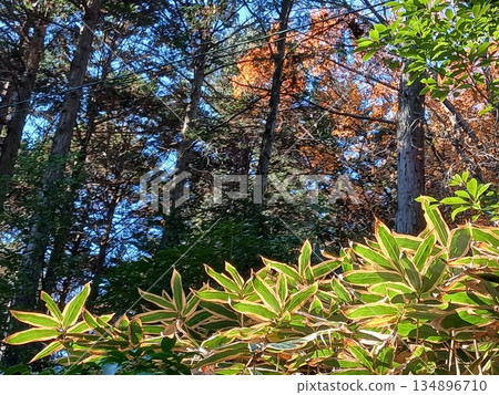 Ferns and autumn leaves in Japan's forests | Natural forest scenery Ferns and autumn leaves in Japan's forests | Natural forest scenery 134896710