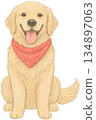 Golden Retriever Sitting with Red Bandana 134897063