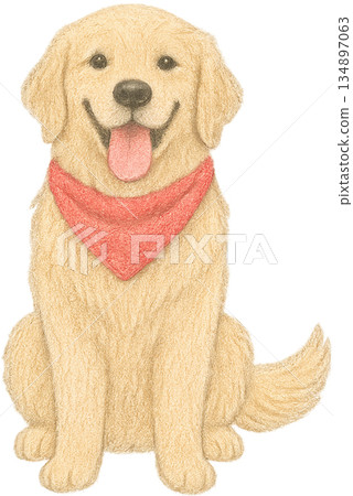 Golden Retriever Sitting with Red Bandana Golden Retriever Sitting with Red Bandana 134897063