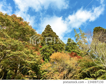Mountain scenery colored by autumn leaves 134897130