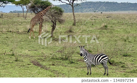 Zebras and giraffes standing on the grassland Daytime safari natural background Zebras and giraffes standing on the grassland Daytime safari natural background 134897254