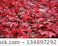 Carpet of autumn leaves 134897292