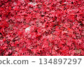 Carpet of autumn leaves 134897297