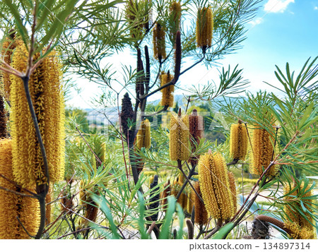 Vibrant Banksia 134897314