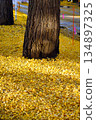 fallen leaves of ginkgo 134897325