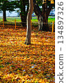 fallen leaves of ginkgo 134897326