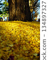 fallen leaves of ginkgo 134897327