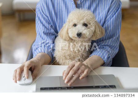 Hands of a middle-aged woman working on a computer while holding her pet dog. Image of working from home. 134897334