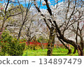 A beautiful combination of cherry blossoms and rape blossoms at Sakuraen (Sakuraen) at Hirano Shrine in Kyoto (Kita Ward, Kyoto City, Kyoto Prefecture) 134897479