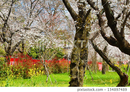 A beautiful combination of cherry blossoms and rape blossoms at Sakuraen (Sakuraen) at Hirano Shrine in Kyoto (Kita Ward, Kyoto City, Kyoto Prefecture) A beautiful combination of cherry blossoms and rape blossoms at Sakuraen (Sakuraen) at Hirano Shrine in Kyoto (Kita Ward, Kyoto City, Kyoto Prefecture) 134897489