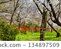 A beautiful combination of cherry blossoms and rape blossoms at Sakuraen (Sakuraen) at Hirano Shrine in Kyoto (Kita Ward, Kyoto City, Kyoto Prefecture) 134897509