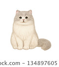 Sitting Cat Looking Around 134897605