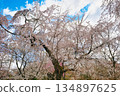 Beautiful cherry blossoms at Sakuraen (Sakuraen) at Hirano Shrine in Kyoto (Kita Ward, Kyoto City, Kyoto Prefecture) 134897625