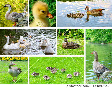 Collage of diverse waterfowl, geese, and ducks in natural habitats. 134897642