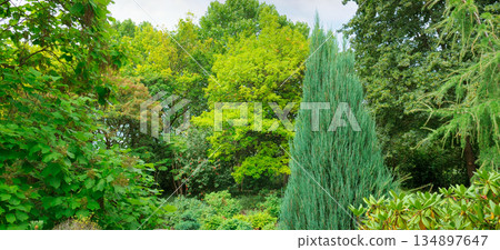 Beautiful Summer Park Landscape with Diverse Foliage and Textures Beautiful Summer Park Landscape with Diverse Foliage and Textures 134897647