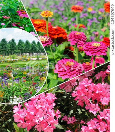 Vibrant Garden Floral Collage with Colorful Summer Flowers and Park Landscape Vibrant Garden Floral Collage with Colorful Summer Flowers and Park Landscape 134897649