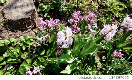 Pink Corydalis ambigua blooms 134897695