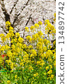 A beautiful combination of cherry blossoms and rape blossoms at Sakuraen (Sakuraen) at Hirano Shrine in Kyoto (Kita Ward, Kyoto City, Kyoto Prefecture) 134897742