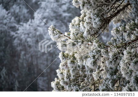 A frosty winter hike to Tomasovsky view, a stunning rock formation offering breathtaking vistas in Slovensky Raj National Park, Slovakia A frosty winter hike to Tomasovsky view, a stunning rock formation offering breathtaking vistas in Slovensky Raj National Park, Slovakia 134897853