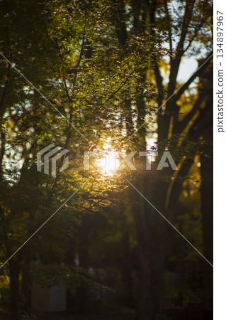 Evening view of the fields, riverbed 134897967