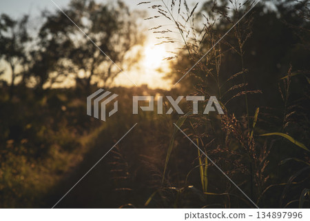 Evening view of the fields, riverbed Evening view of the fields, riverbed 134897996
