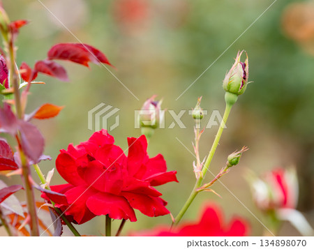 Beautiful autumn scenery: Colorful red autumn roses in full bloom 134898070