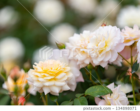 美麗的秋景:色彩繽紛、盛開的秋玫瑰,白色 美麗的秋景:色彩繽紛、盛開的秋玫瑰,白色 134898071