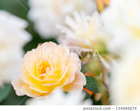 Beautiful autumn scenery: Colorful, full-bloomed autumn roses, white 134898074
