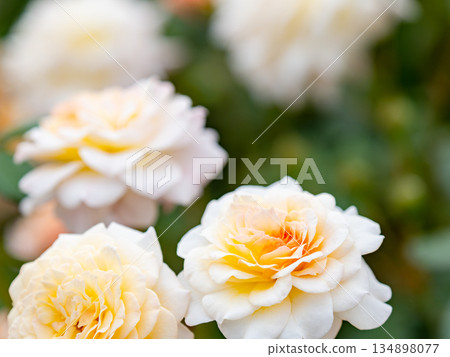 Beautiful autumn scenery: Colorful, full-bloomed autumn roses, white Beautiful autumn scenery: Colorful, full-bloomed autumn roses, white 134898077