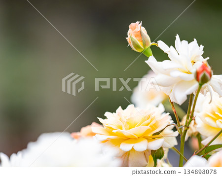 Beautiful autumn scenery: Colorful, full-bloomed autumn roses, white 134898078