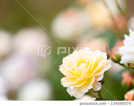 美麗的秋景：色彩繽紛、盛開的秋玫瑰，白色 134898079